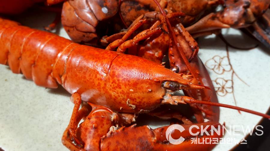 산채로 끓이면 불법? 영국발 ‘랍스터 조리 규제’ 캐나다 요식계 술렁