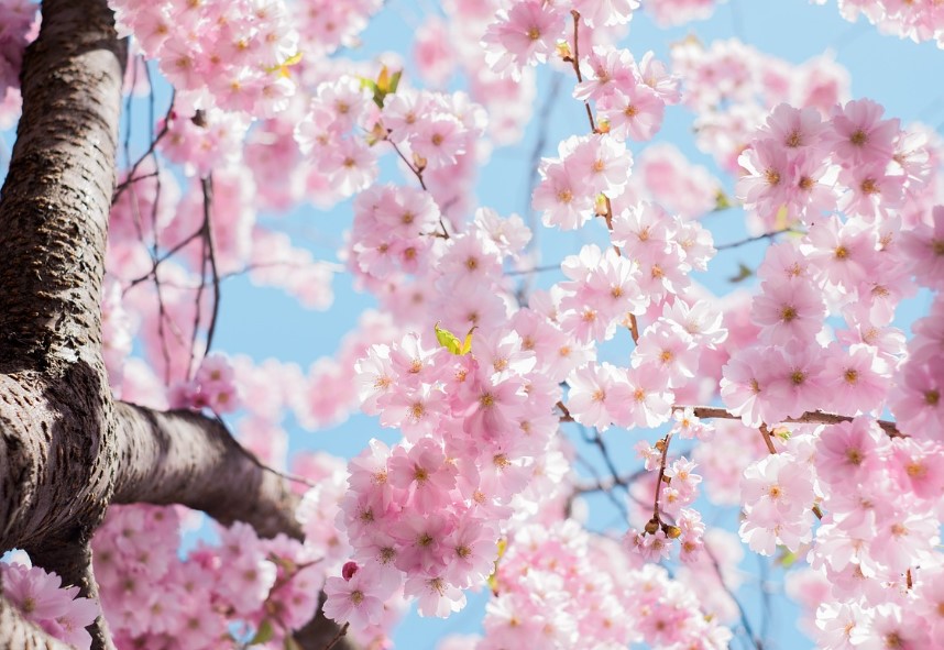 올해 하이파크 벚꽃 '3주 더 활짝' - CKNNews 이미지