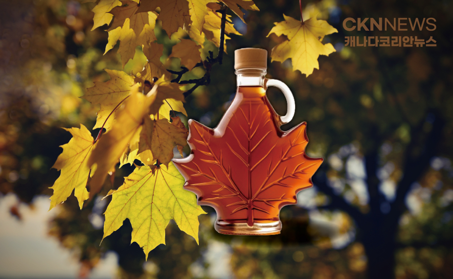 따뜻한  캐나다 겨울 '메이플시럽 생산' 급감 - CKNNews 이미지