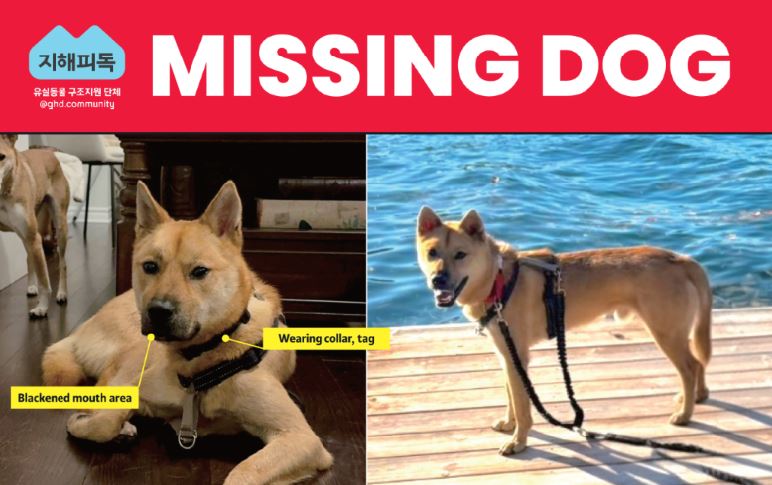 “오타와서 실종된 진도 구조견 ‘도니’를 찾습니다”… 교민 제보 절실 - CKNNews 이미지
